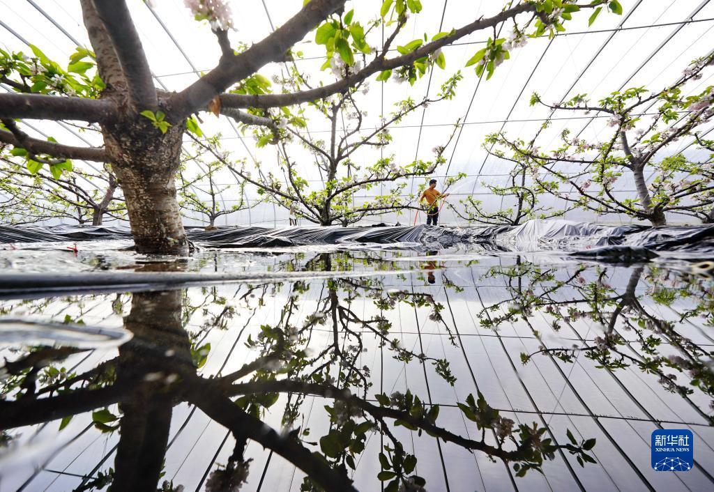 2022年1月11日，河北省滦州市茨榆坨镇建民种植专业合作社的一名社员在大棚内给樱桃树浇水。新华社记者 杨世尧 摄