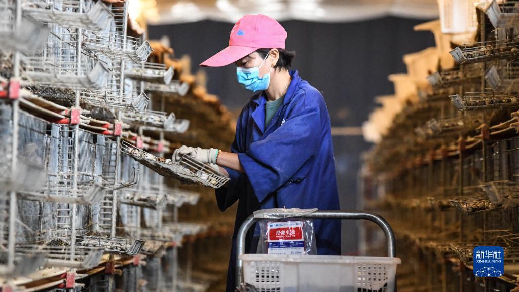 2022年3月12日，在广西柳城县“产业兴旺”服务队成员的家庭农场，一名农民在收取鹌鹑蛋。新华社记者 张爱林 摄